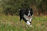 BORDER COLLIE 752